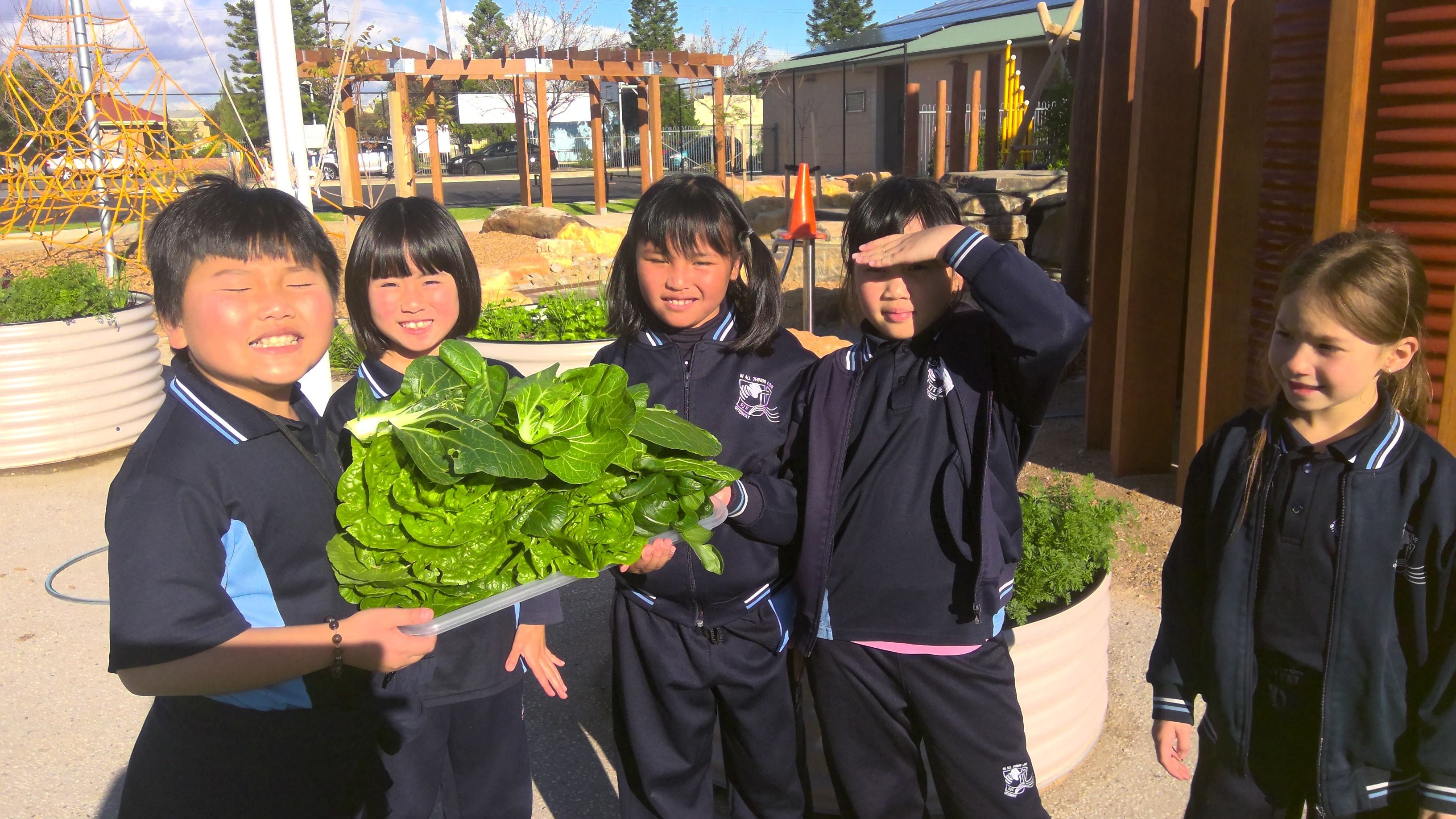 Sustainability Garden Harvest Sustainability Garden Harvest